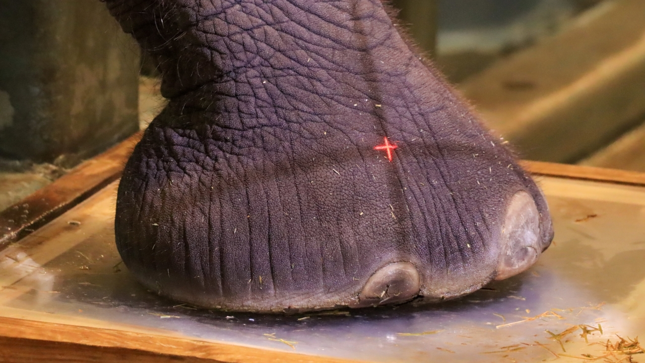 elephant-foot-x-rays:-how-disney-vets-keep-giants-on-the-move