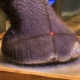 elephant-foot-x-rays:-how-disney-vets-keep-giants-on-the-move