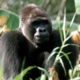 world-gorilla-day-at-disney’s-animal-kingdom:-celebrating-gino’s-legacy