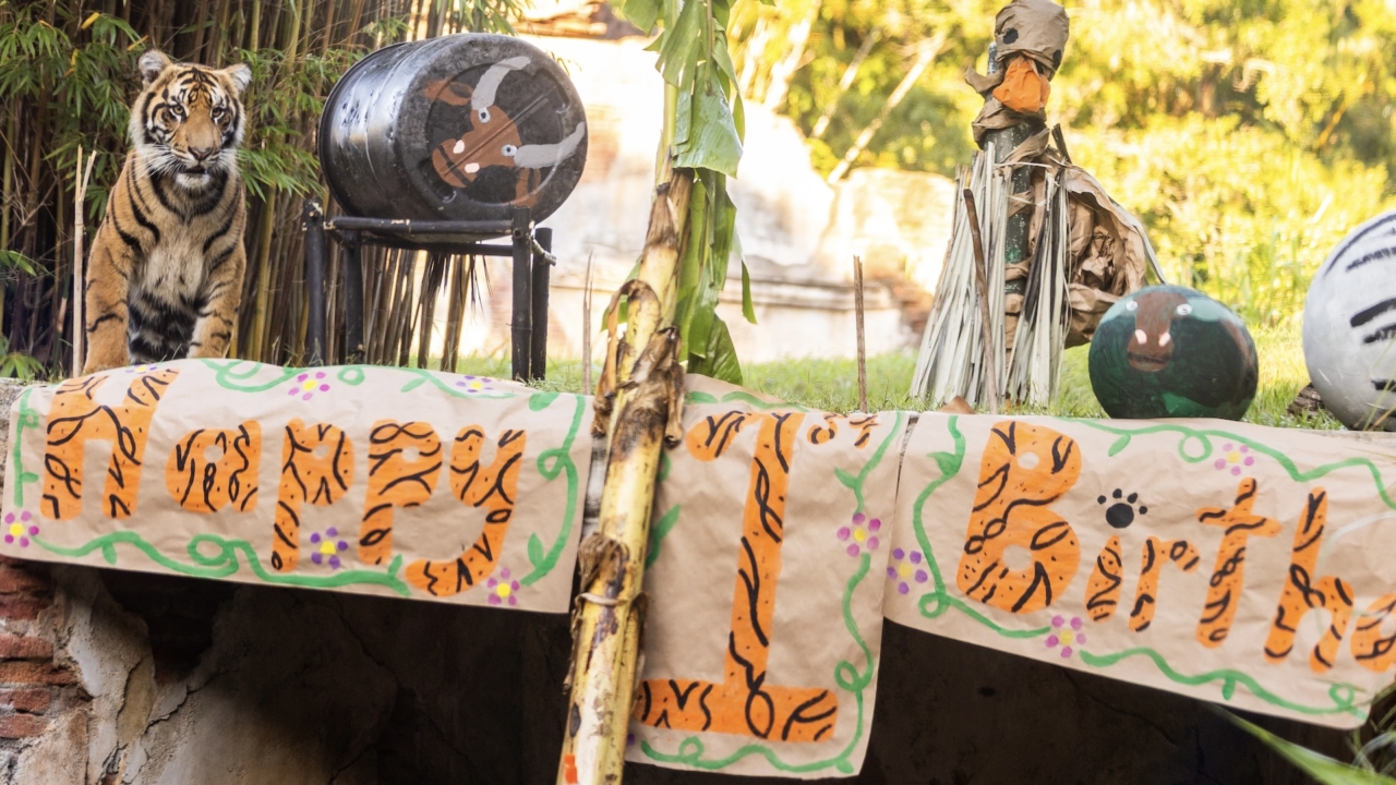 bakso-the-tiger-turns-one-at-animal-kingdom