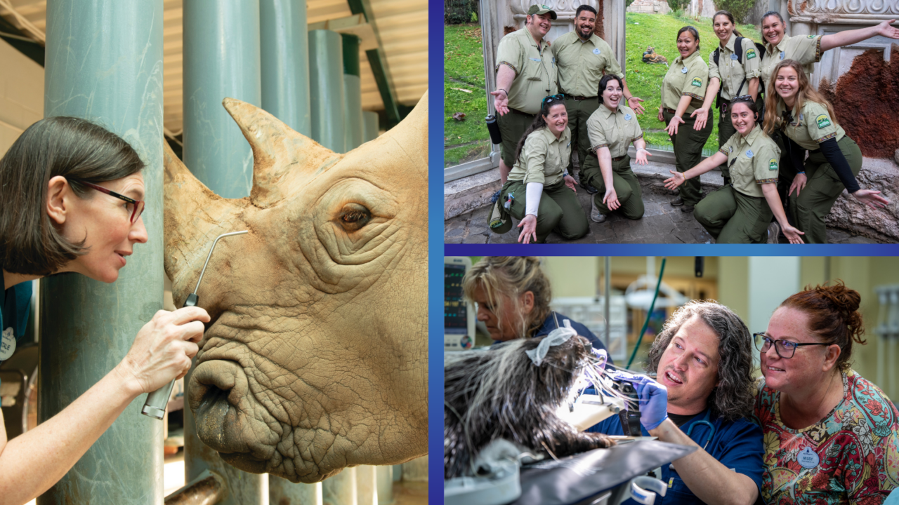 exploring-animal-care-excellence-at-disney’s-animal-kingdom