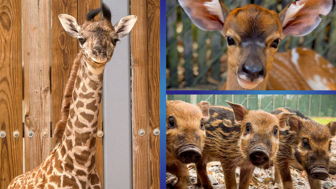 meet-the-newest-baby-animals-at-walt-disney-world