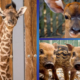 meet-the-newest-baby-animals-at-walt-disney-world