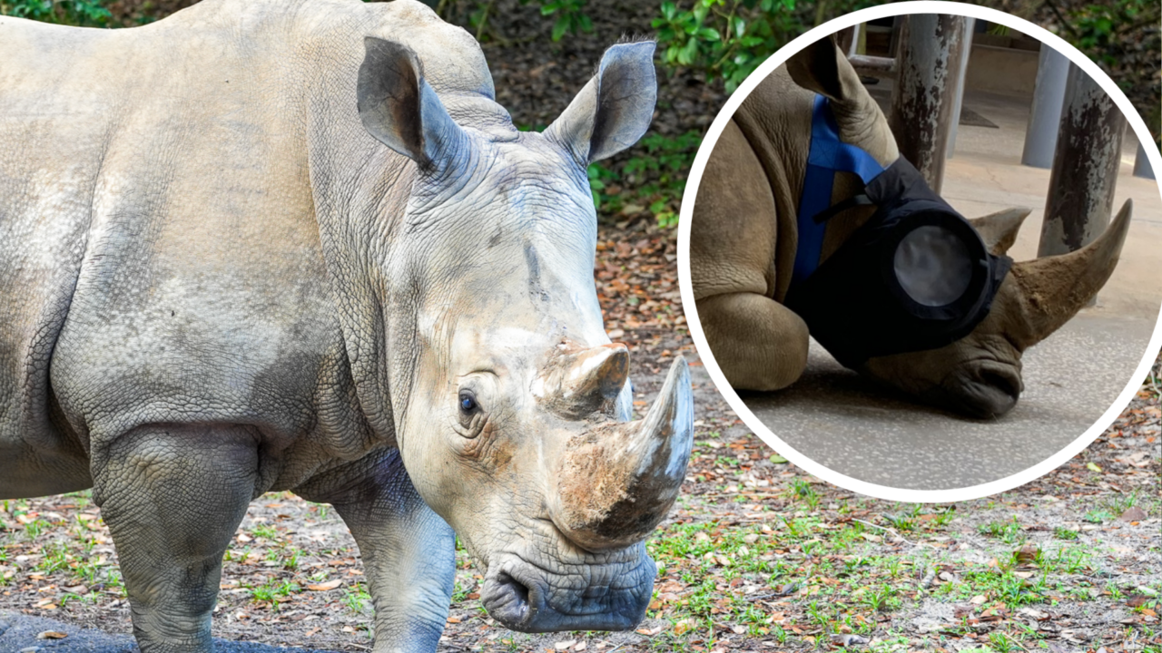 how-kendi-the-white-rhino-found-her-sight-again-at-disney’s-animal-kingdom