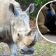how-kendi-the-white-rhino-found-her-sight-again-at-disney’s-animal-kingdom