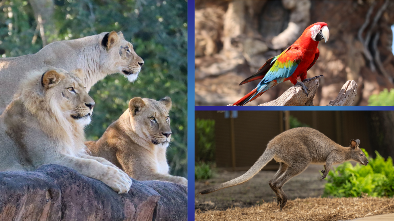 spot-your-favorite-animals-at-disney’s-animal-kingdom