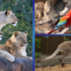 spot-your-favorite-animals-at-disney’s-animal-kingdom