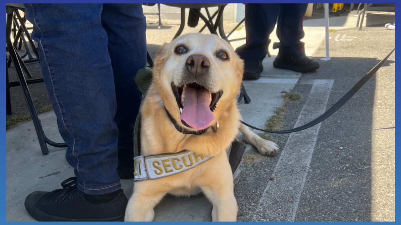 hang-up-the-harness:-benny-the-security-dog-retires-in-style