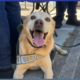 hang-up-the-harness:-benny-the-security-dog-retires-in-style